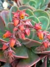 Echeveria Imbricata