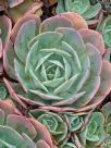 Echeveria Imbricata