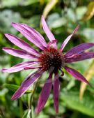 Echinacea purpurea