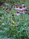 Echinacea purpurea