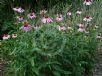 Echinacea purpurea