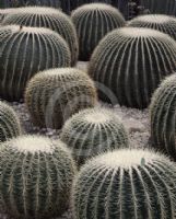 Echinocactus grusonii