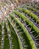 Echinocactus platyacanthus