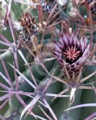 Echinocactus polycephalus