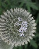 Echinops bannaticus