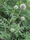 Echinops bannaticus