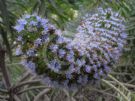 Echium candicans