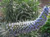 Echium candicans