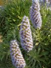 Echium candicans