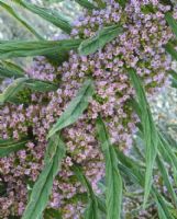 Echium pininana