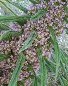 Echium pininana