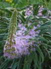 Echium pininana