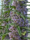 Echium pininana