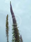 Echium pininana