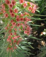 Echium wildpretii