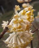 Edgeworthia chrysantha