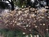 Edgeworthia chrysantha