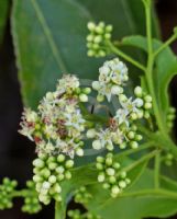 Ehretia acuminata