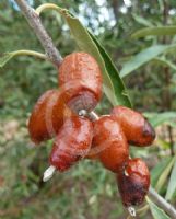 Elaeagnus angustifolia