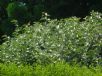 Elaeagnus macrophylla