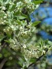 Elaeagnus umbellata