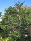 Elaeocarpus angustifolius