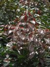 Elaeocarpus eumundi