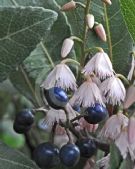 Elaeocarpus reticulatus Prima Donna