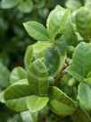 Elaeodendron australe