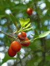 Elaeodendron australe