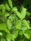 Elaeodendron australe