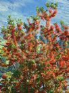 Embothrium coccineum