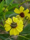 Encelia farinosa