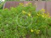 Encelia farinosa