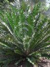 Encephalartos ferox