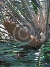 Encephalartos gratus