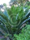 Encephalartos kisambo