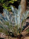 Encephalartos lehmannii