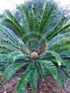 Encephalartos natalensis