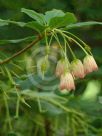 Enkianthus campanulatus