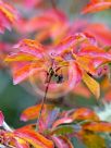 Enkianthus campanulatus