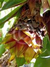 Ensete ventricosum