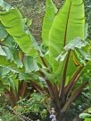 Ensete ventricosum