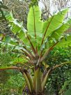 Ensete ventricosum