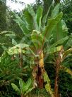 Ensete ventricosum