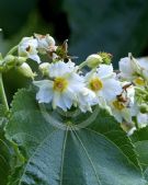 Entelea arborescens