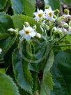 Entelea arborescens