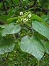 Entelea arborescens