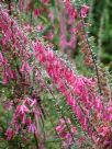 Epacris impressa