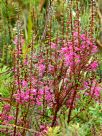 Epacris impressa